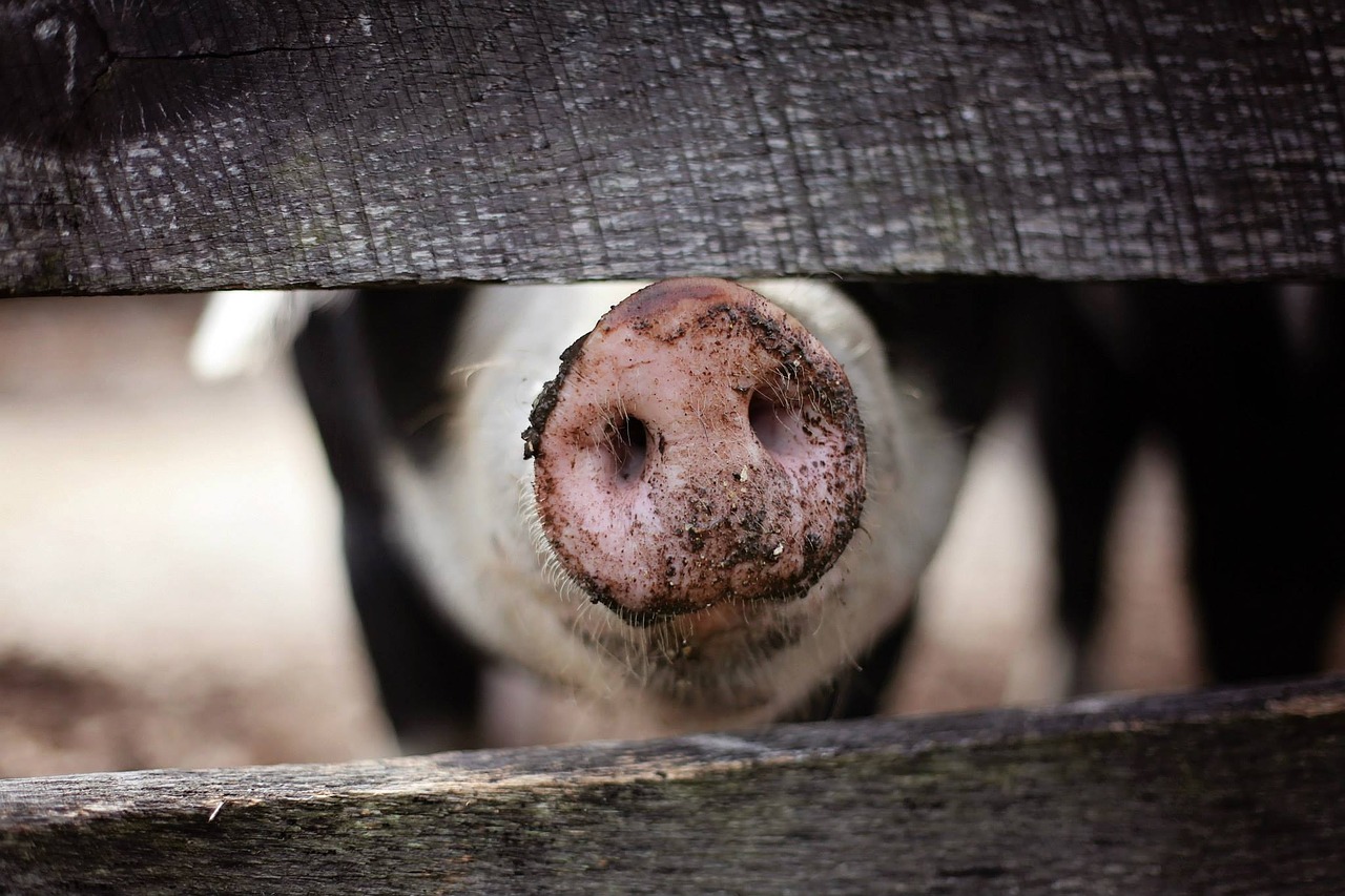 The emerging role of pigs in regenerative medicine