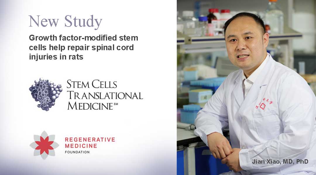 Growth factor-modified stem cells help repair spinal cord injuries in rats