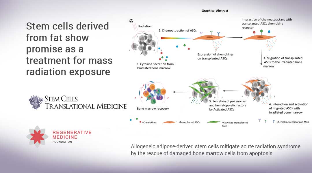 Stem cells derived from fat show promise as a treatment for mass radiation exposure