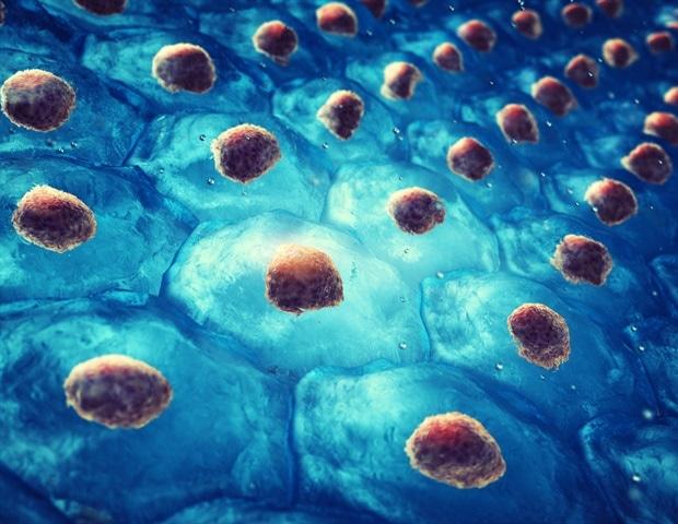 Using fungal vaccine to train stem cells and enhance immune response to infections